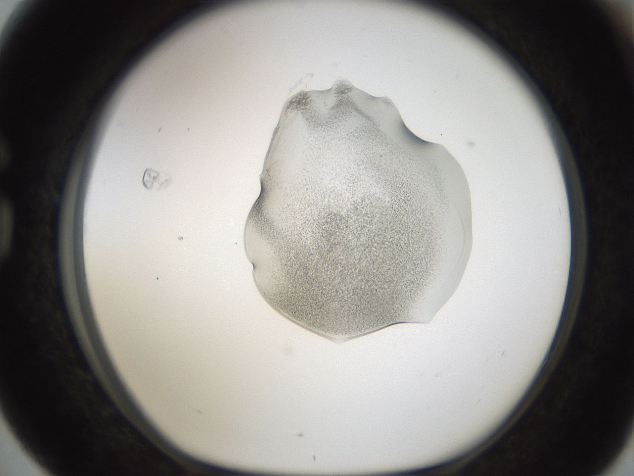 folderID236_plateID1236_batchID3800_wellNum76_profileID1_d1_r71917_ef.jpg