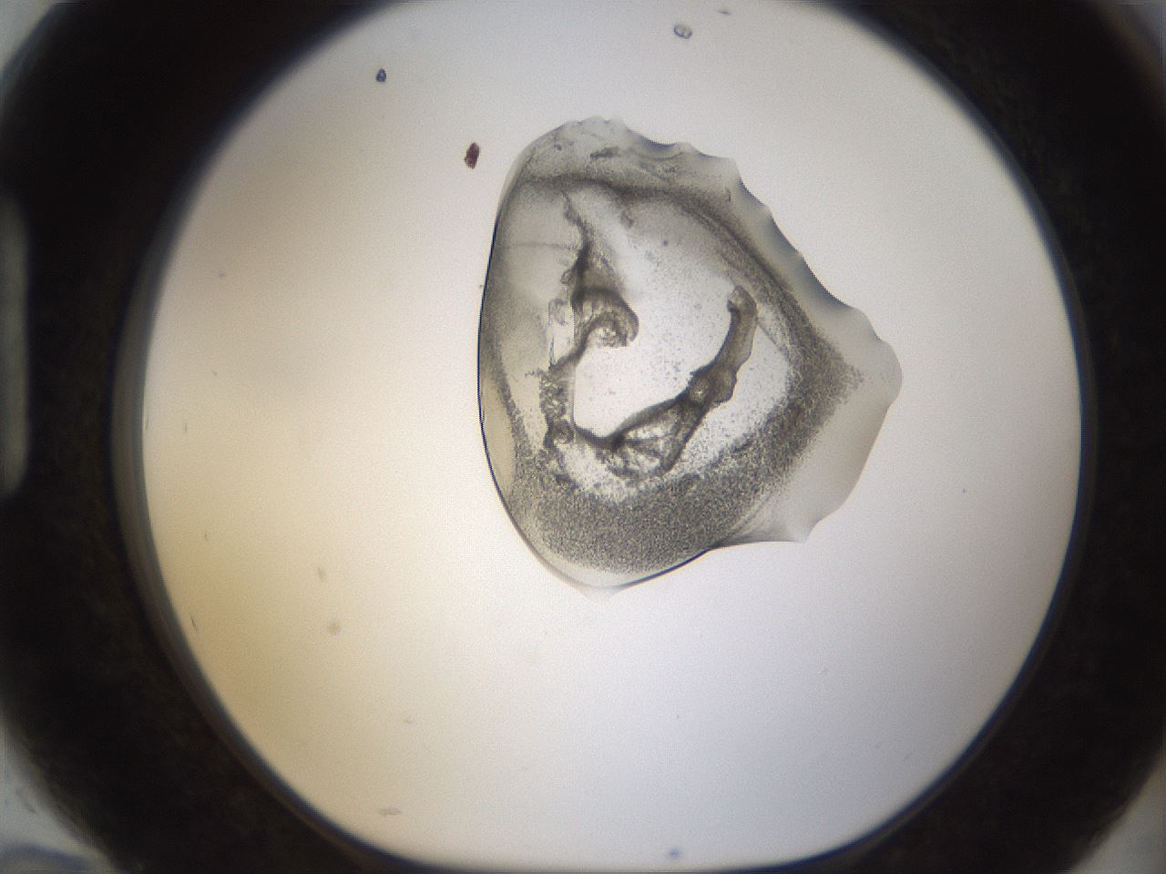 folderID236_plateID1236_batchID3800_wellNum94_profileID1_d1_r71935_ef.jpg