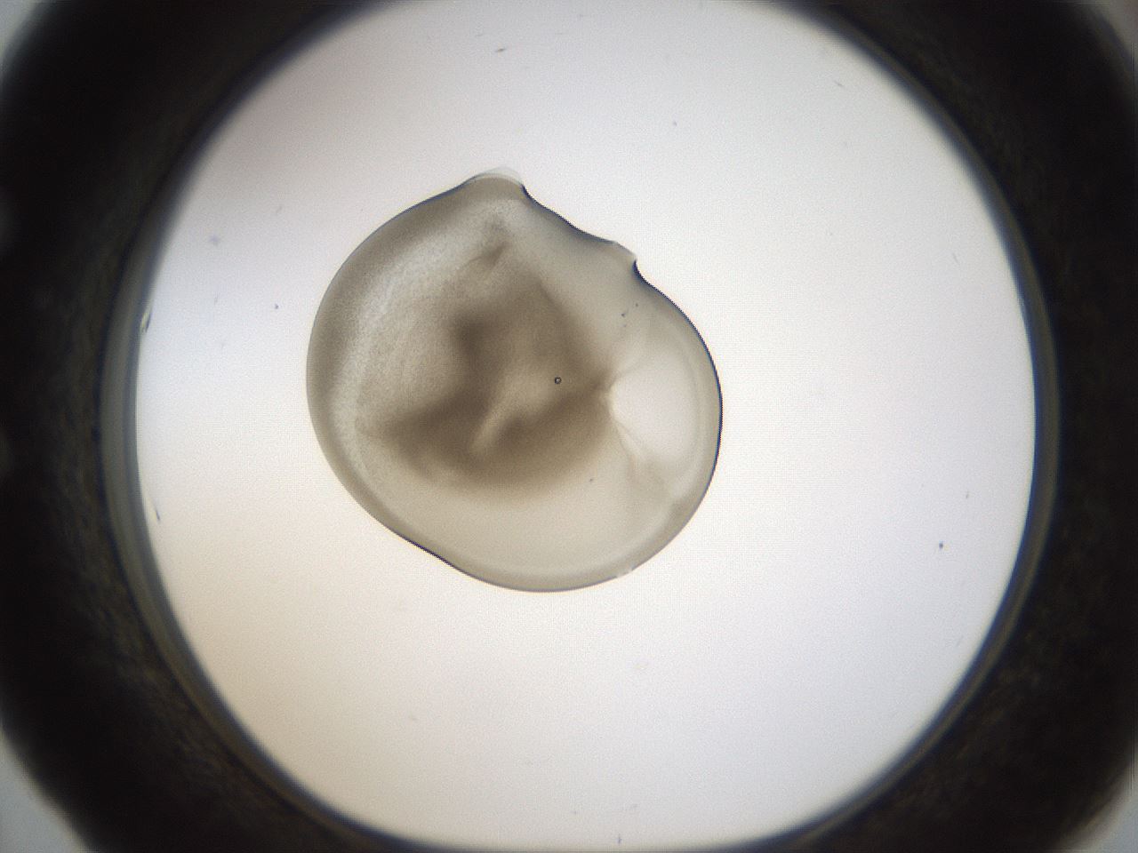 folderID238_plateID1238_batchID3807_wellNum53_profileID1_d1_r72086_ef.jpg