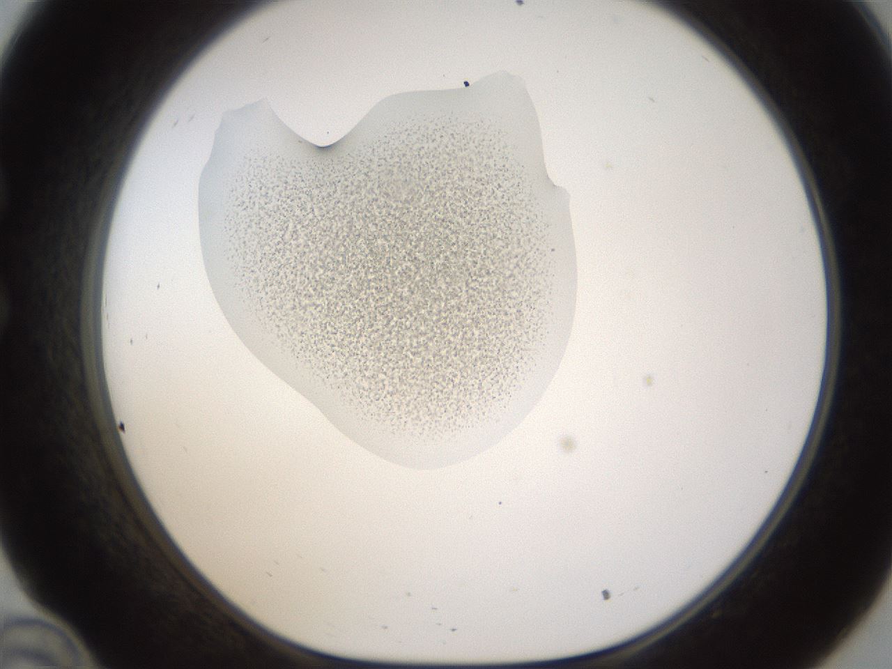 folderID239_plateID1239_batchID3802_wellNum34_profileID1_d1_r71971_ef.jpg