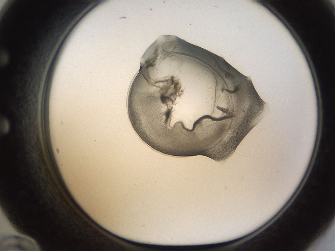folderID239_plateID1239_batchID3802_wellNum60_profileID1_d1_r71997_ef.jpg