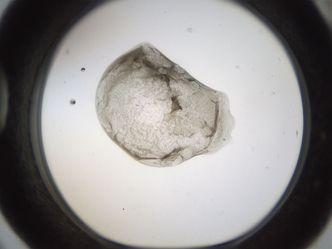 folderID238_plateID1238_batchID3807_wellNum42_profileID1_d1_r72075_ef.jpg