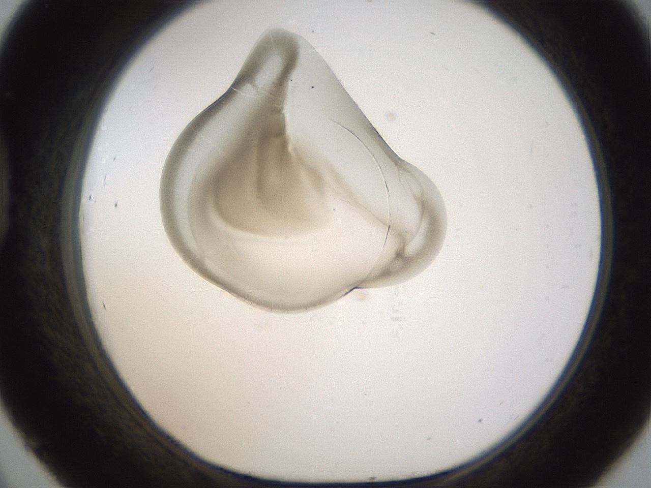 folderID238_plateID1238_batchID3807_wellNum45_profileID1_d1_r72078_ef.jpg