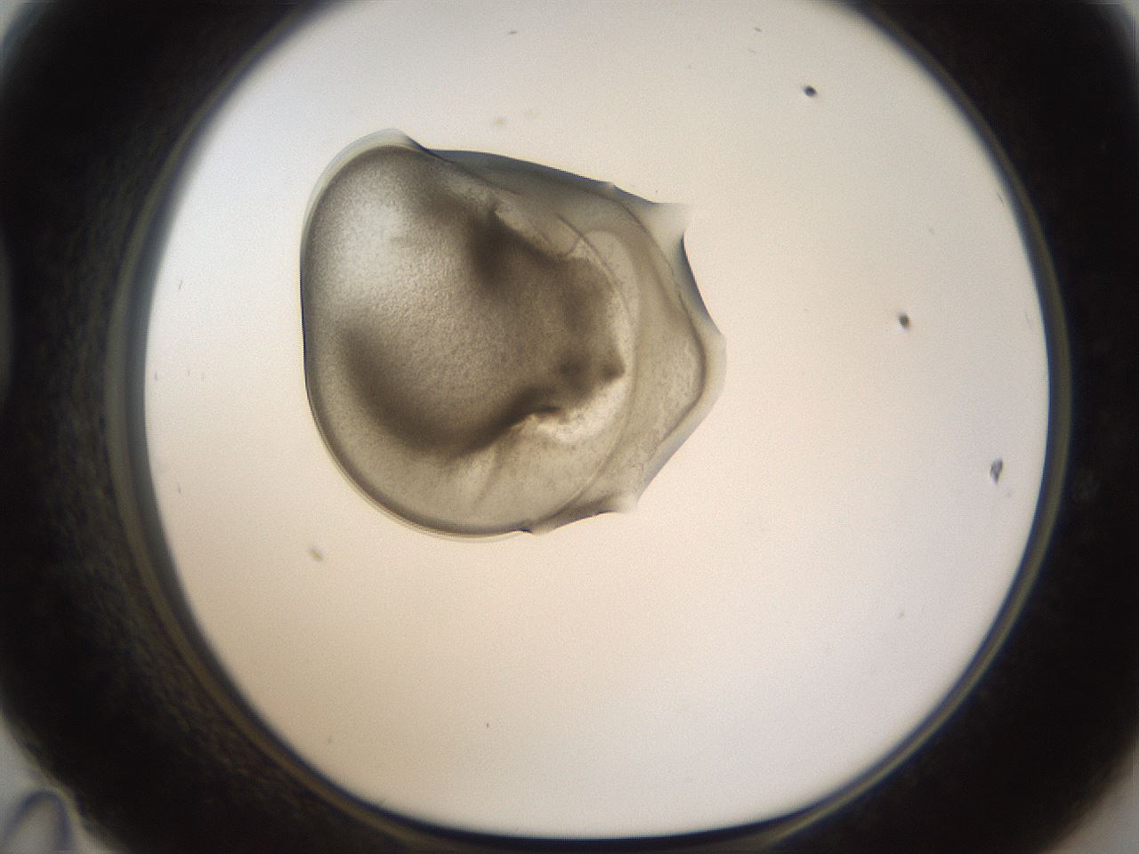 folderID238_plateID1238_batchID3807_wellNum47_profileID1_d1_r72080_ef.jpg