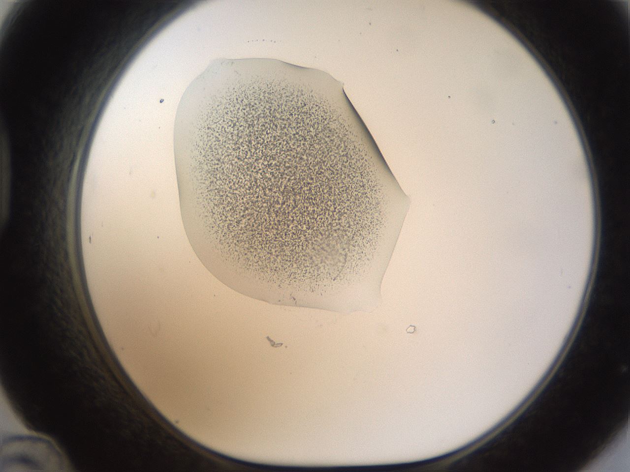 folderID238_plateID1238_batchID3807_wellNum48_profileID1_d1_r72081_ef.jpg