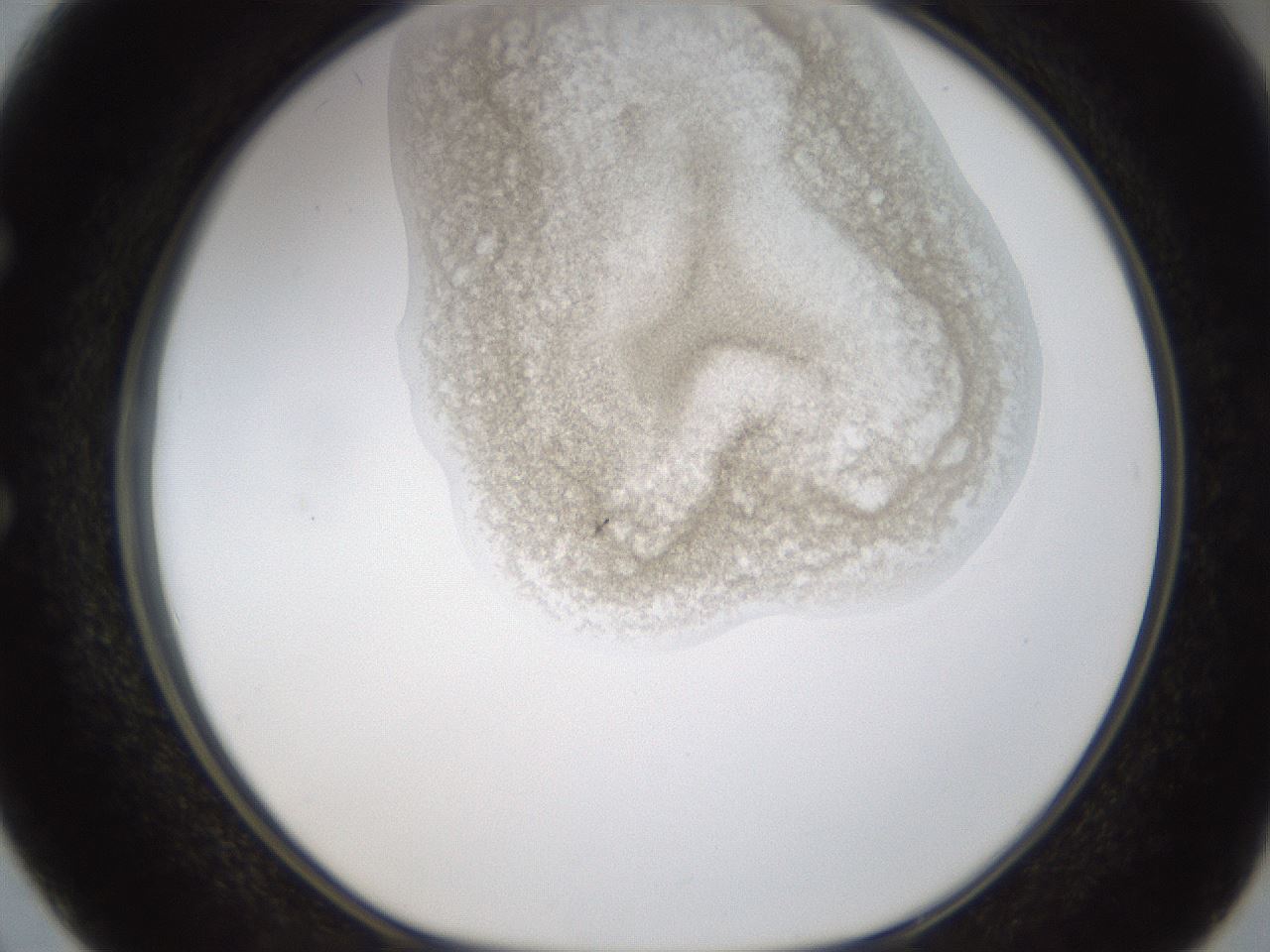 folderID238_plateID1238_batchID3807_wellNum50_profileID1_d1_r72083_ef.jpg