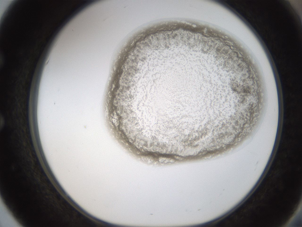 folderID238_plateID1238_batchID3807_wellNum51_profileID1_d1_r72084_ef.jpg