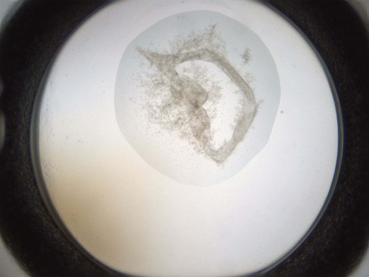 folderID238_plateID1238_batchID3807_wellNum73_profileID1_d1_r72106_ef.jpg