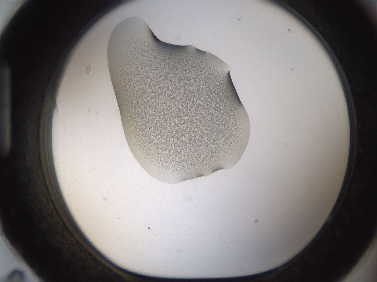 folderID238_plateID1238_batchID3807_wellNum95_profileID1_d1_r72128_ef.jpg
