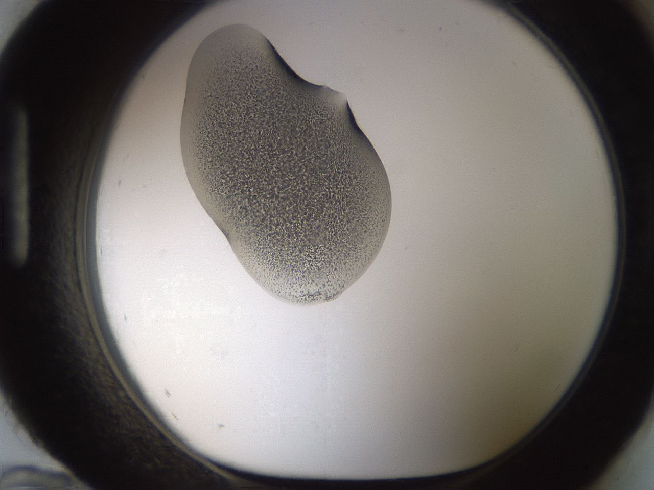 folderID238_plateID1238_batchID3807_wellNum96_profileID1_d1_r72129_ef.jpg