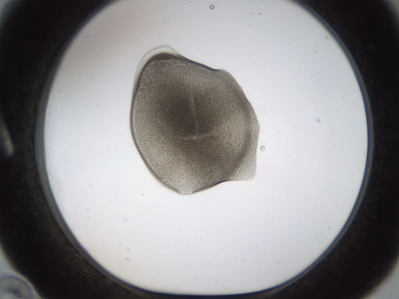 folderID239_plateID1239_batchID3802_wellNum10_profileID1_d1_r71947_ef.jpg