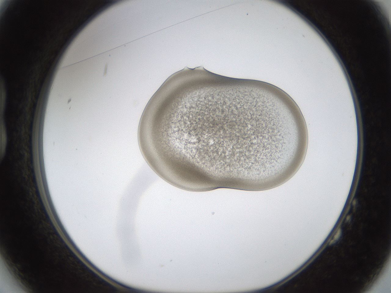 folderID239_plateID1239_batchID3802_wellNum14_profileID1_d1_r71951_ef.jpg