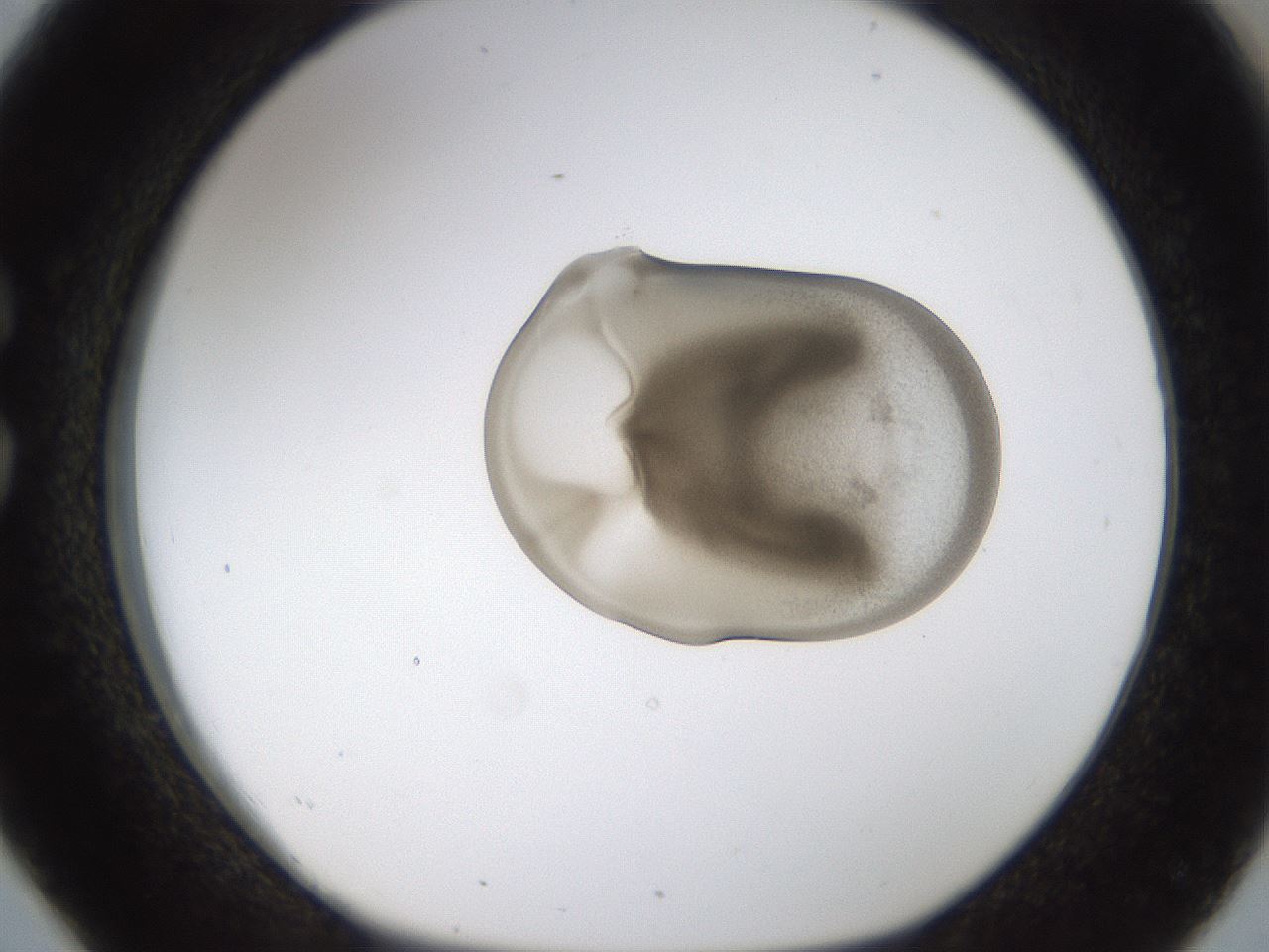 folderID239_plateID1239_batchID3802_wellNum26_profileID1_d1_r71963_ef.jpg