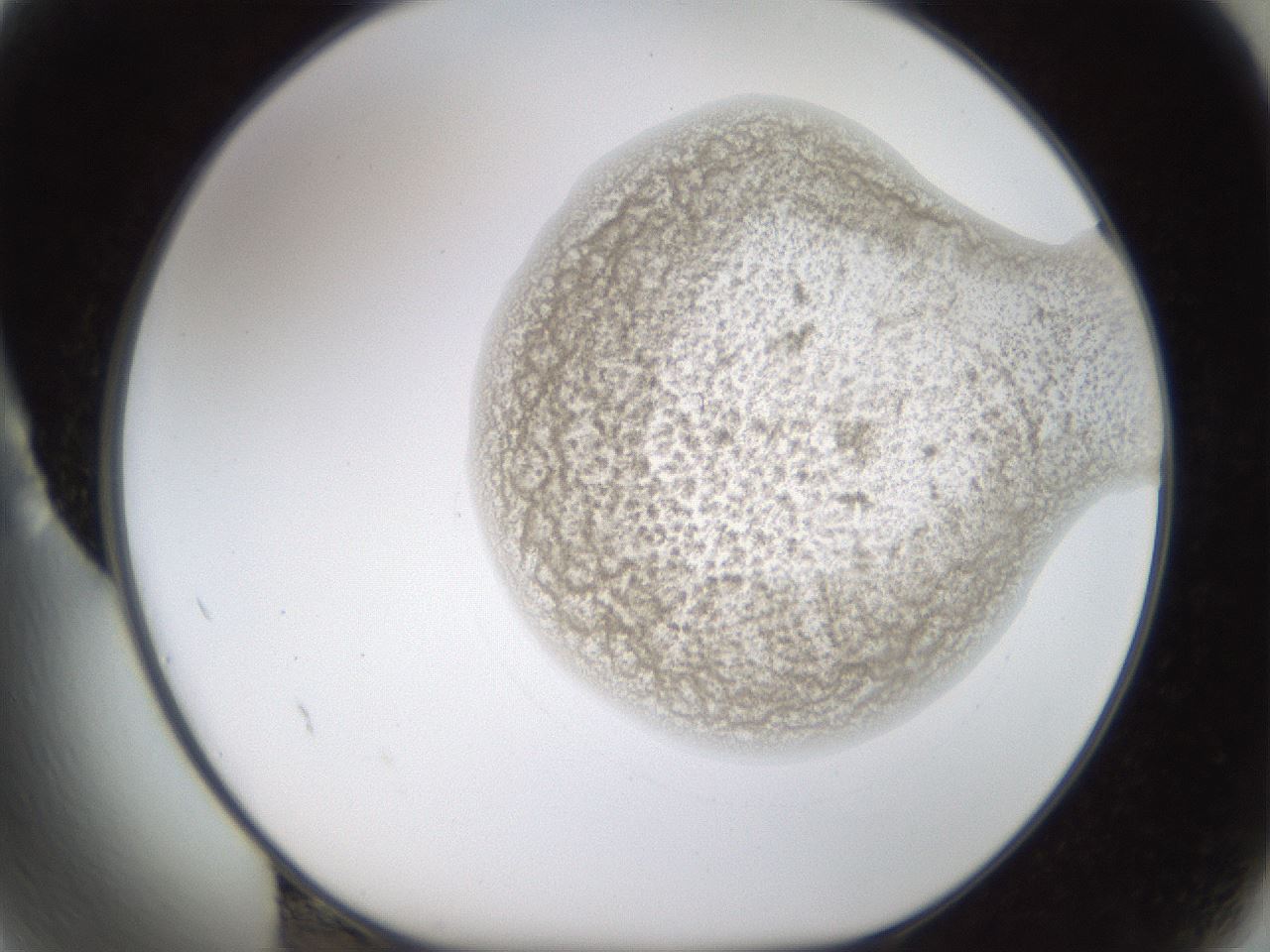 folderID239_plateID1239_batchID3802_wellNum2_profileID1_d1_r71939_ef.jpg