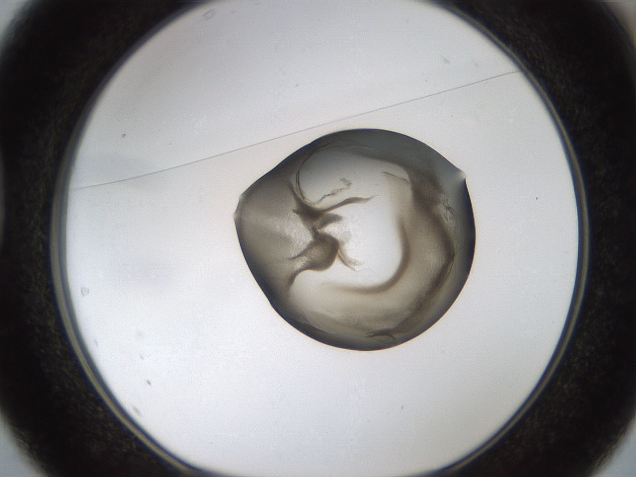 folderID239_plateID1239_batchID3802_wellNum37_profileID1_d1_r71974_ef.jpg