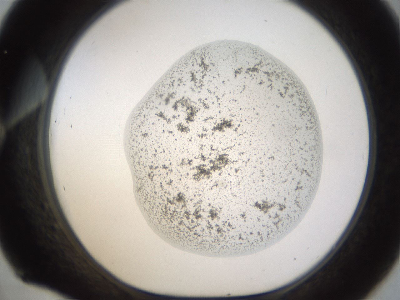 folderID239_plateID1239_batchID3802_wellNum45_profileID1_d1_r71982_ef.jpg