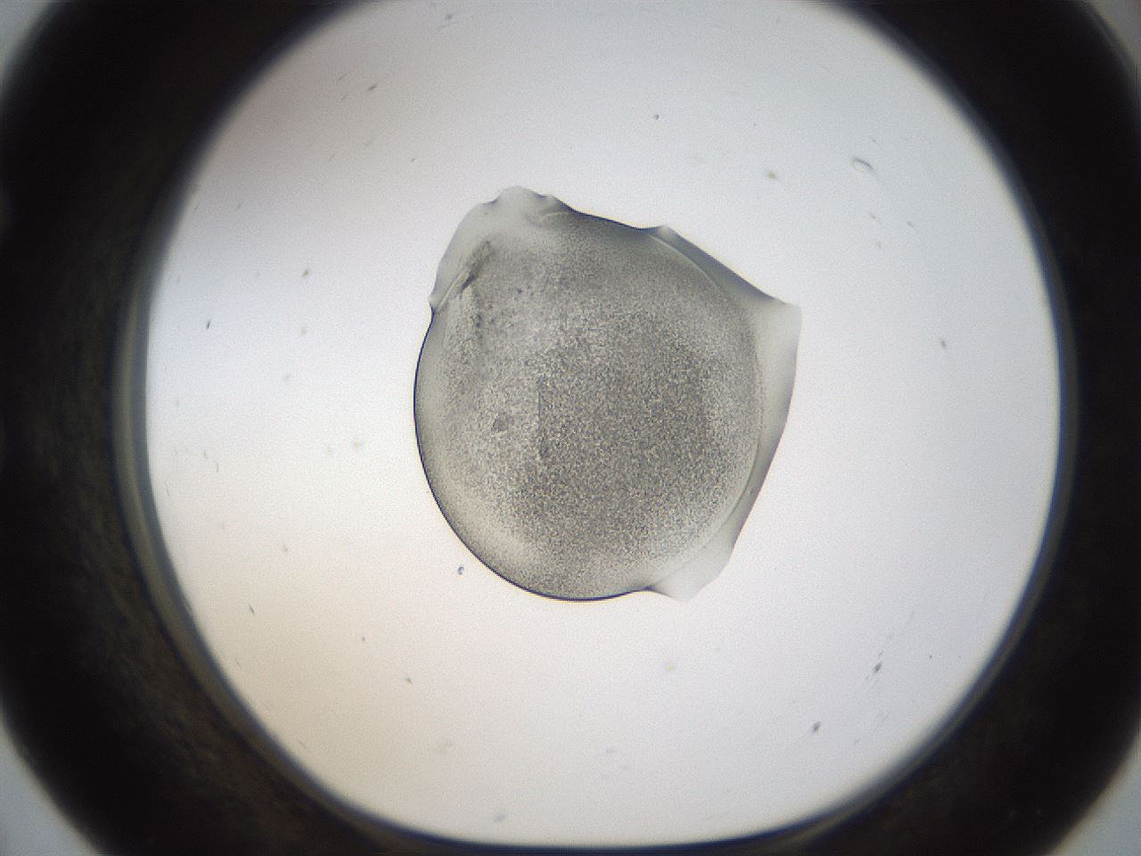 folderID239_plateID1239_batchID3802_wellNum55_profileID1_d1_r71992_ef.jpg