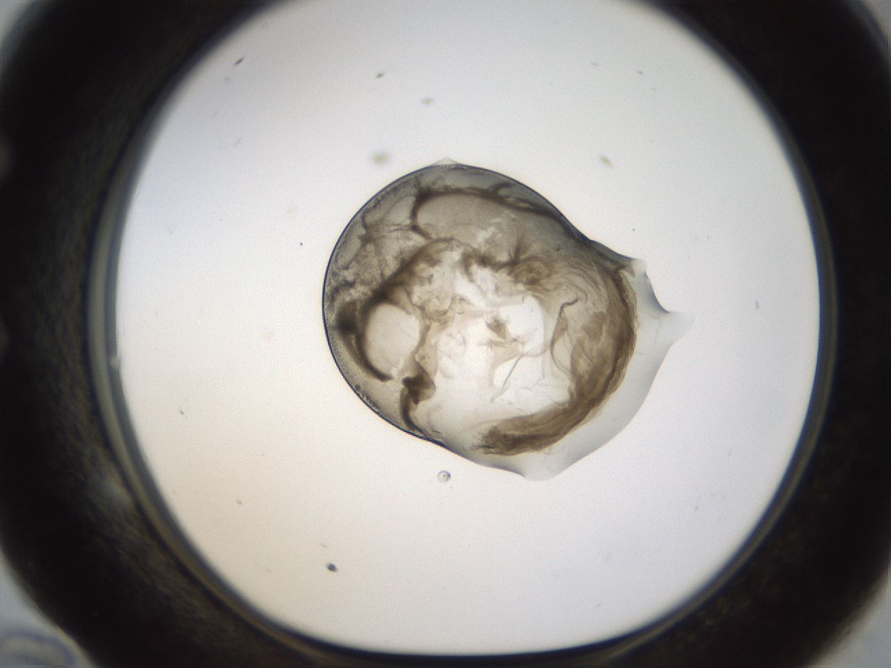 folderID239_plateID1239_batchID3802_wellNum58_profileID1_d1_r71995_ef.jpg