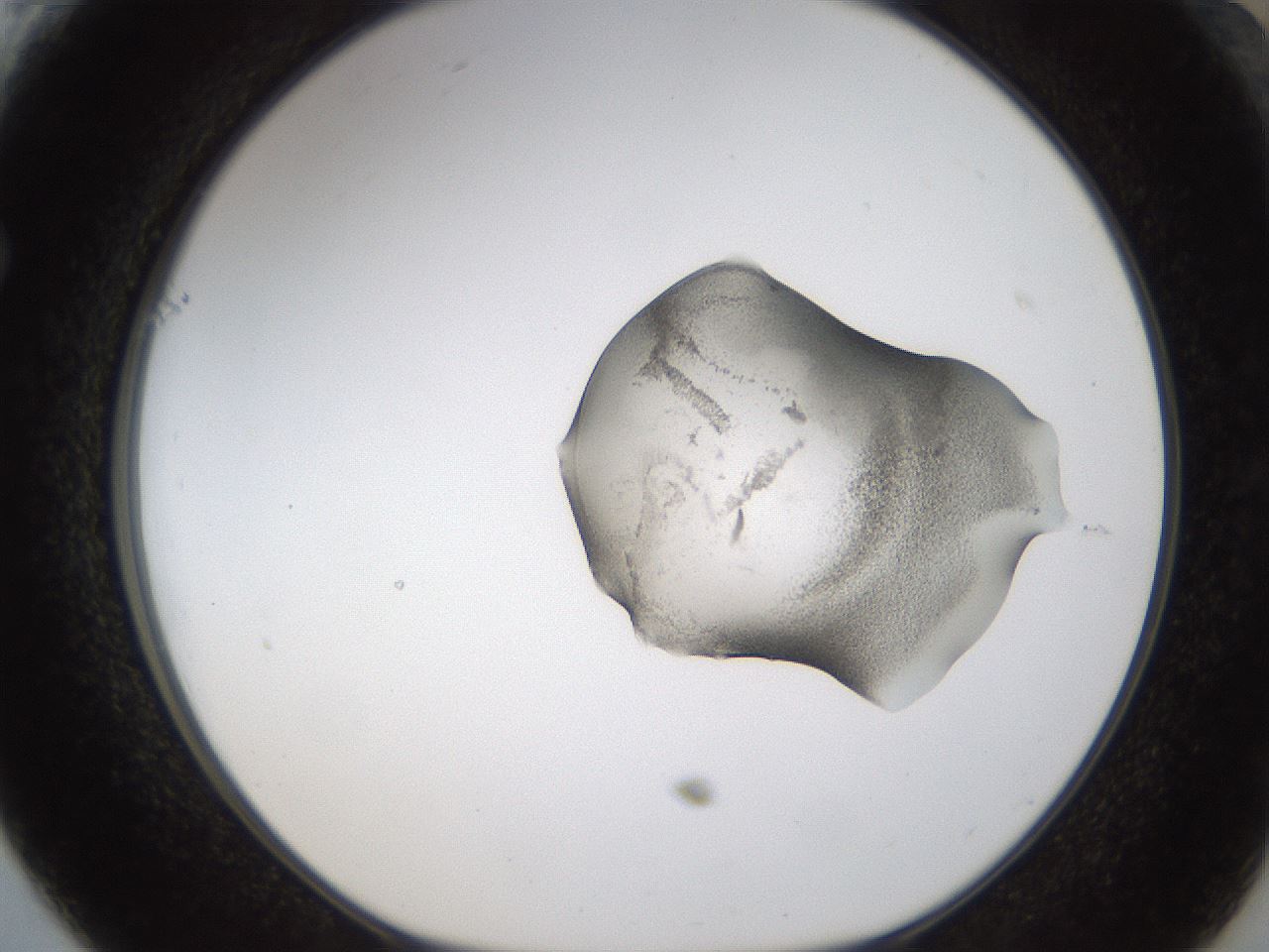 folderID239_plateID1239_batchID3802_wellNum61_profileID1_d1_r71998_ef.jpg