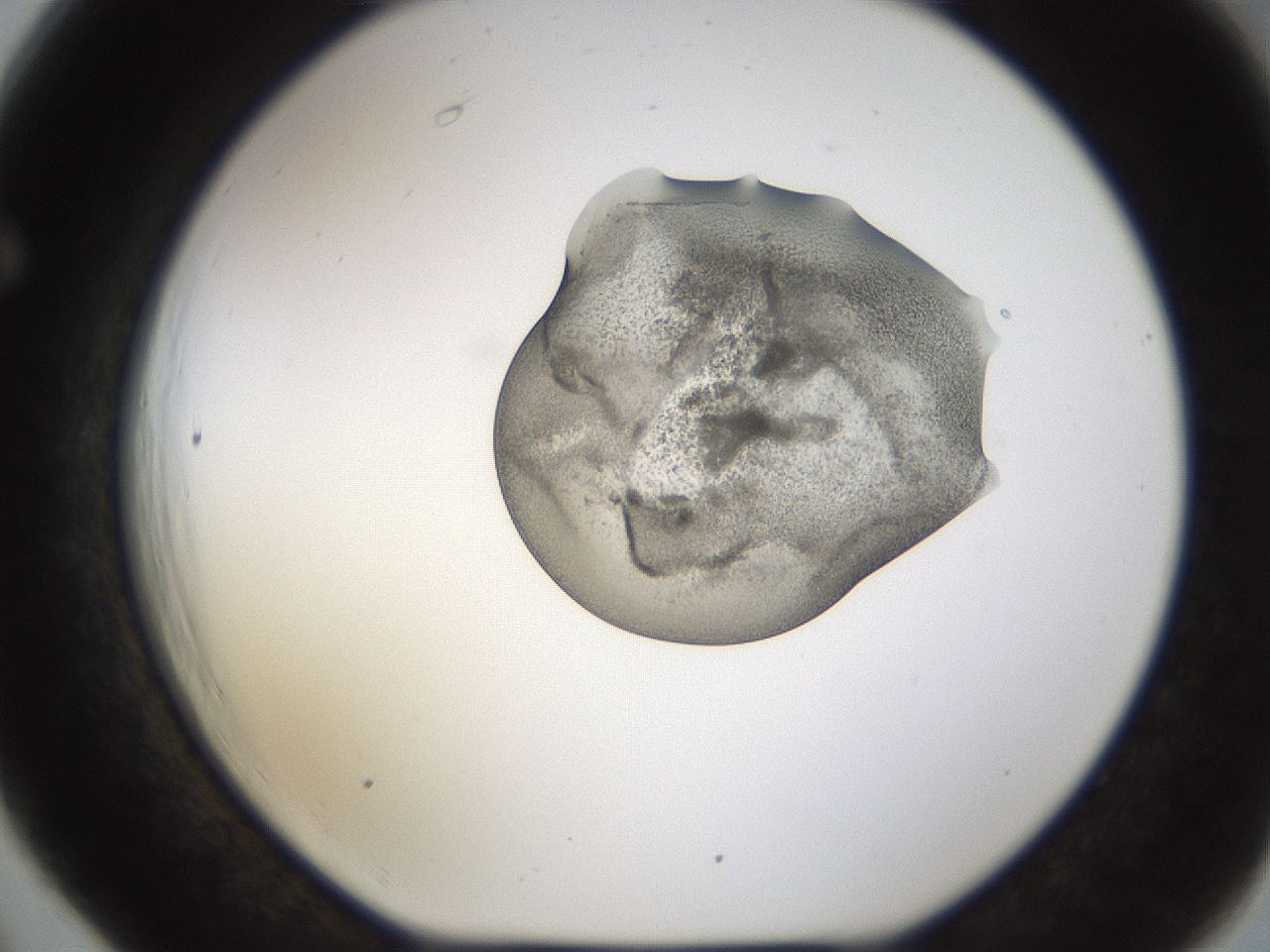 folderID239_plateID1239_batchID3802_wellNum66_profileID1_d1_r72003_ef.jpg