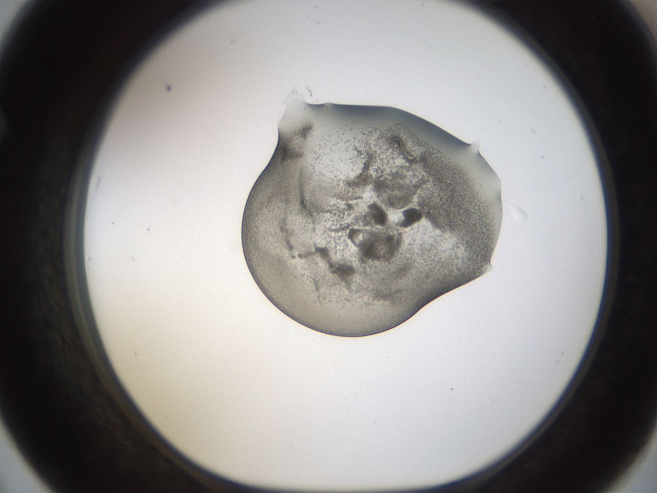folderID239_plateID1239_batchID3802_wellNum67_profileID1_d1_r72004_ef.jpg