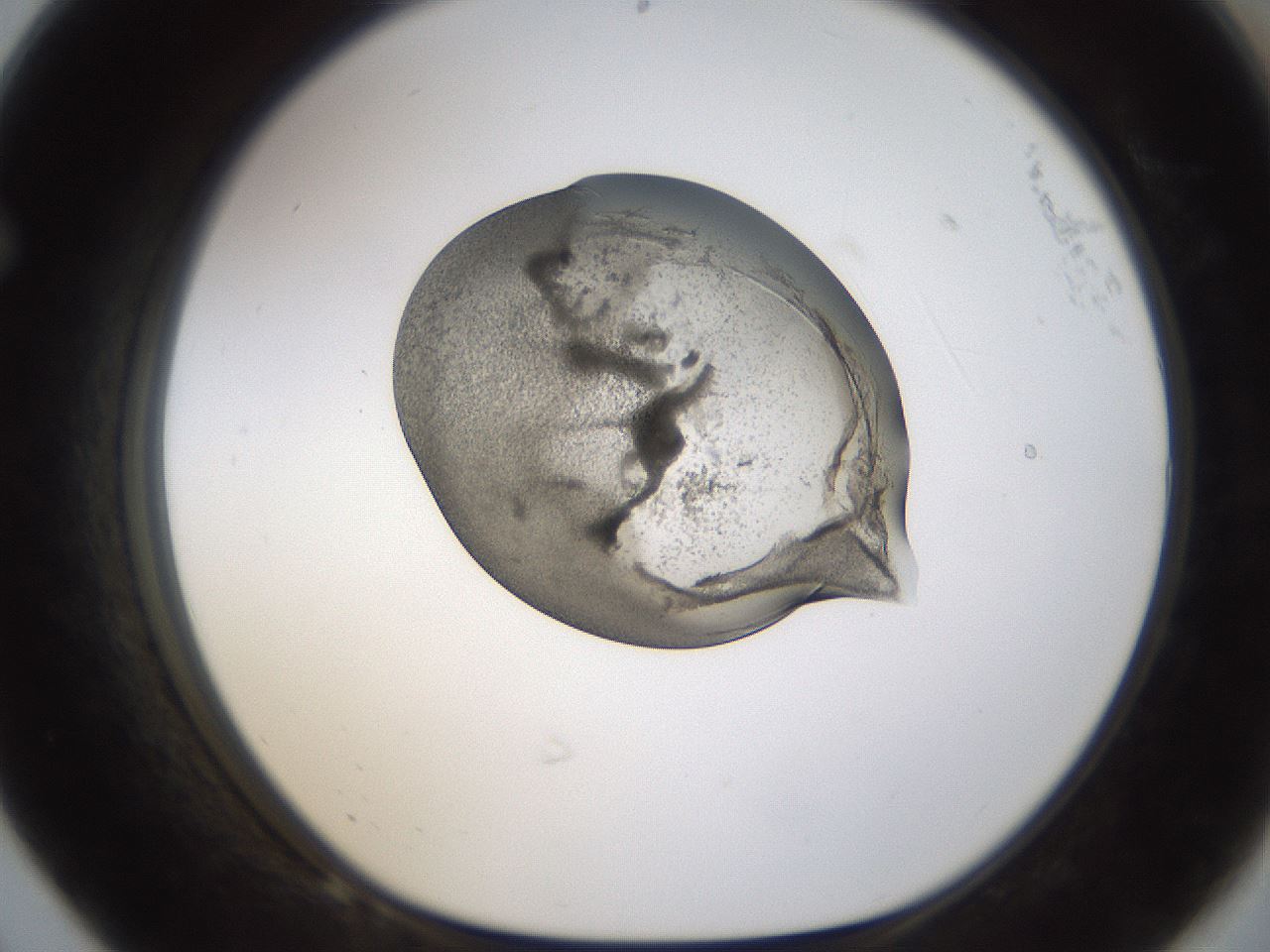 folderID239_plateID1239_batchID3802_wellNum68_profileID1_d1_r72005_ef.jpg