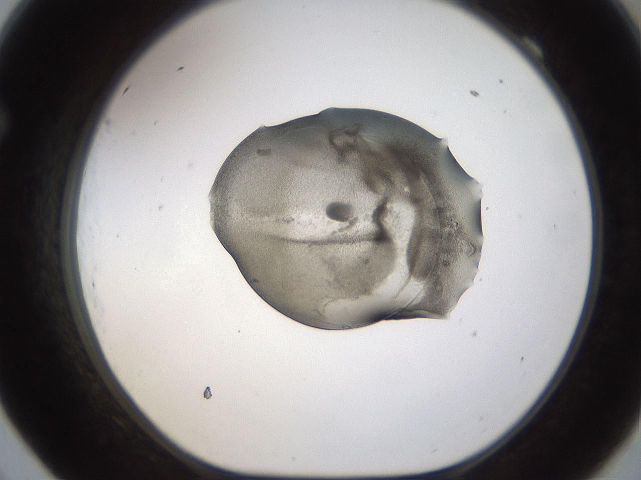 folderID239_plateID1239_batchID3802_wellNum69_profileID1_d1_r72006_ef.jpg