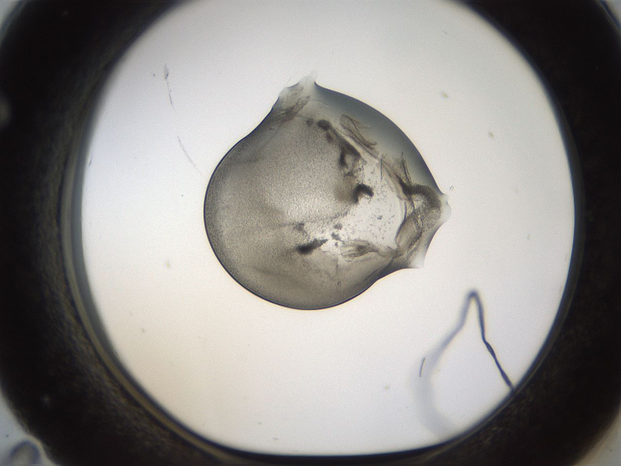 folderID239_plateID1239_batchID3802_wellNum71_profileID1_d1_r72008_ef.jpg