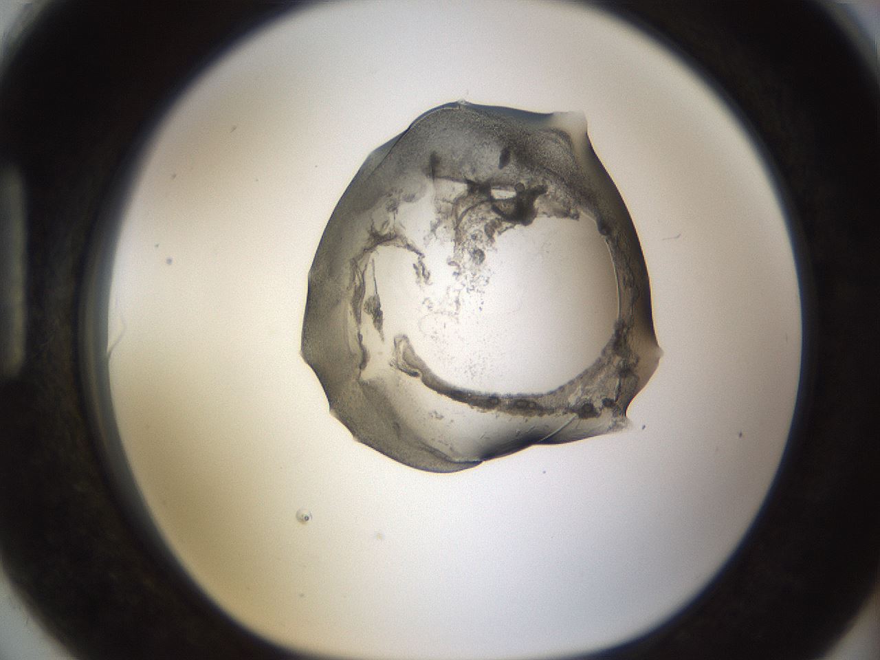 folderID239_plateID1239_batchID3802_wellNum90_profileID1_d1_r72027_ef.jpg