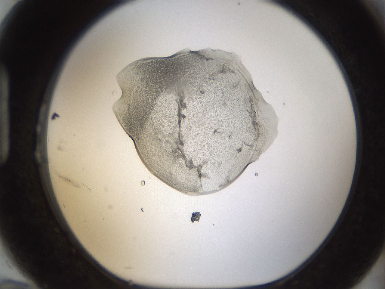 folderID239_plateID1239_batchID3802_wellNum94_profileID1_d1_r72031_ef.jpg