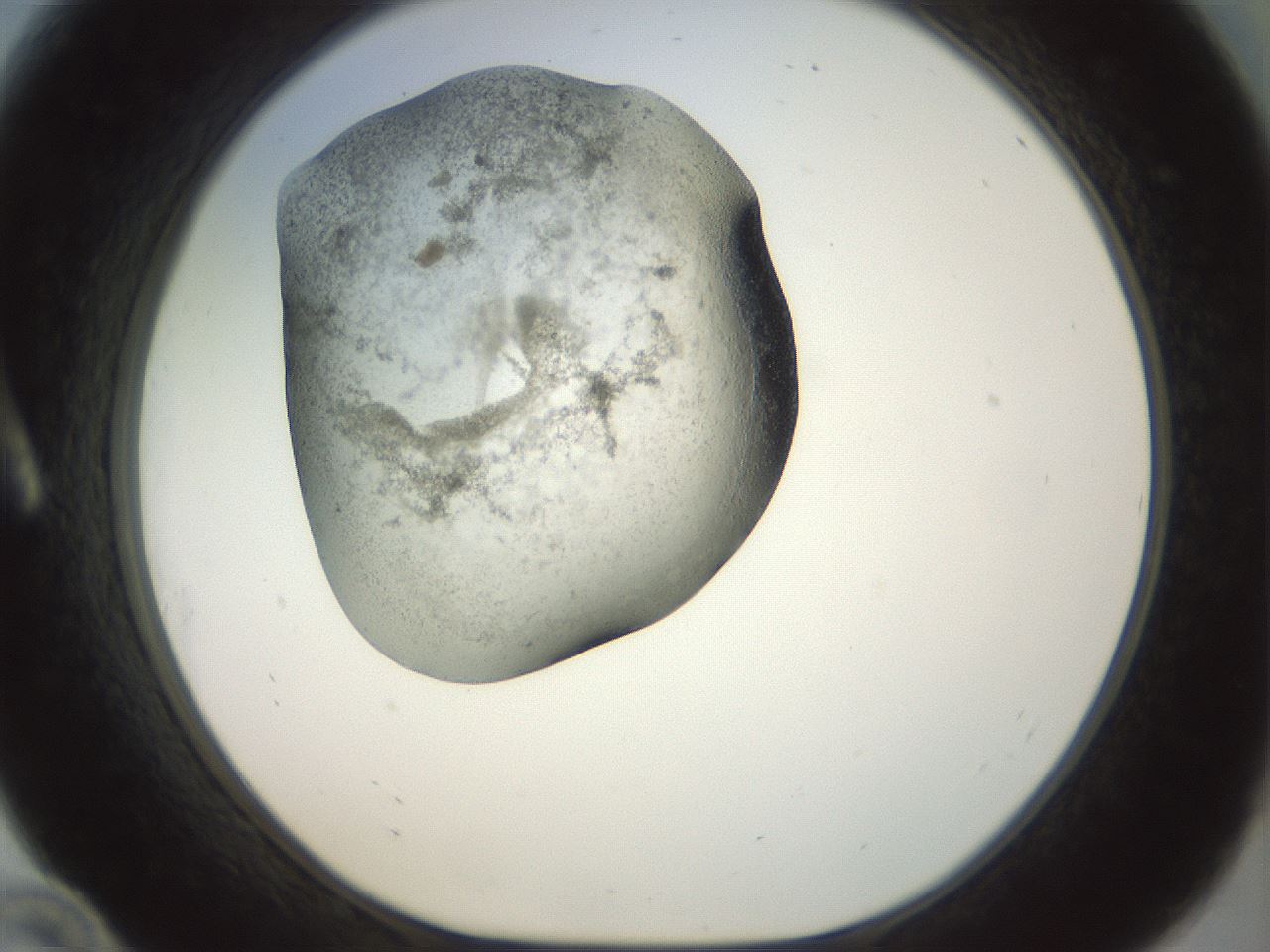 folderID23_plateID1023_batchID1897_wellNum10_profileID1_d1_r43757_ef.jpg
