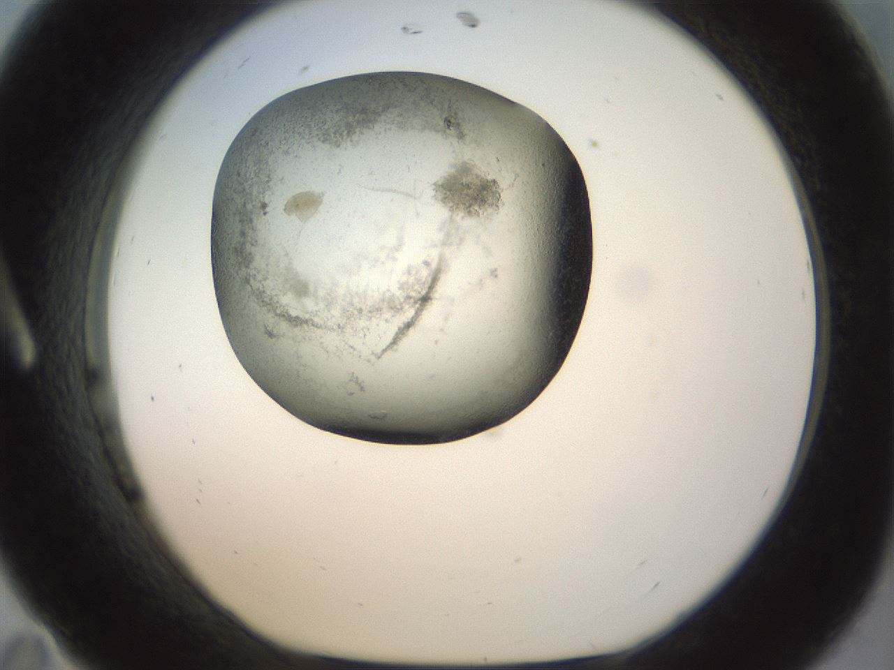 folderID23_plateID1023_batchID1897_wellNum11_profileID1_d1_r43758_ef.jpg