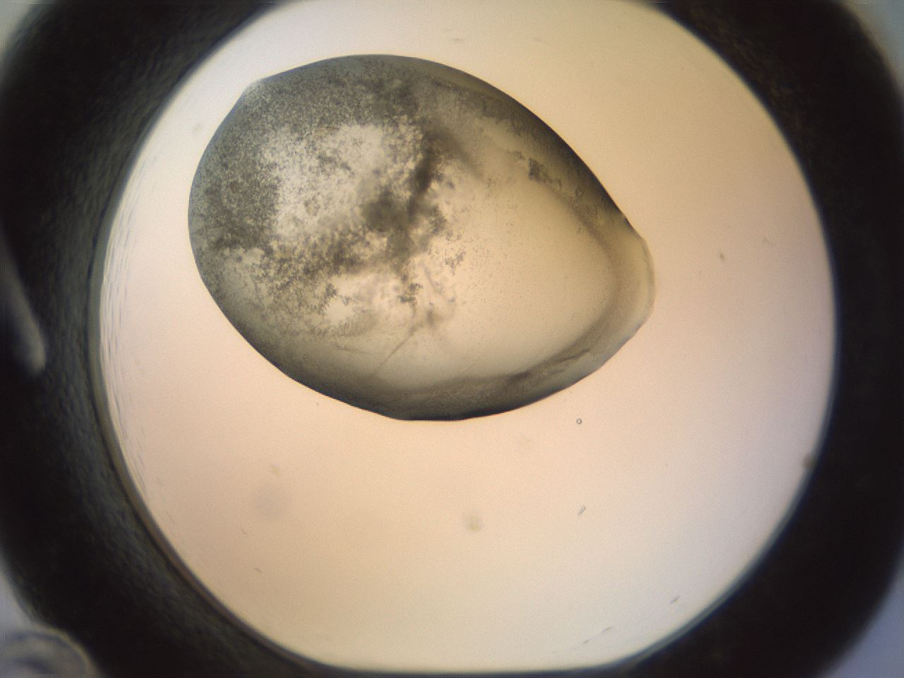 folderID23_plateID1023_batchID1897_wellNum12_profileID1_d1_r43759_ef.jpg