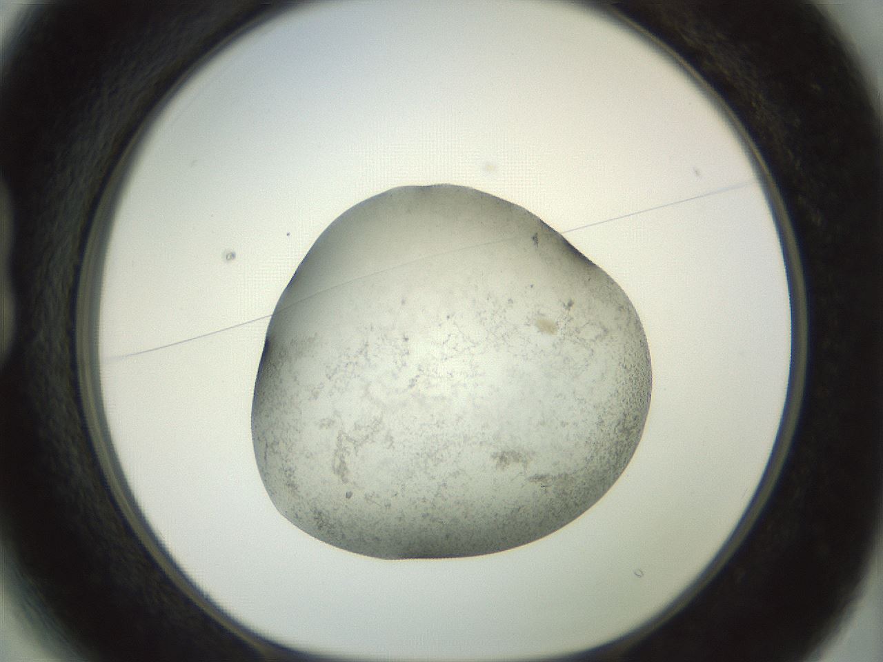 folderID23_plateID1023_batchID1897_wellNum13_profileID1_d1_r43760_ef.jpg