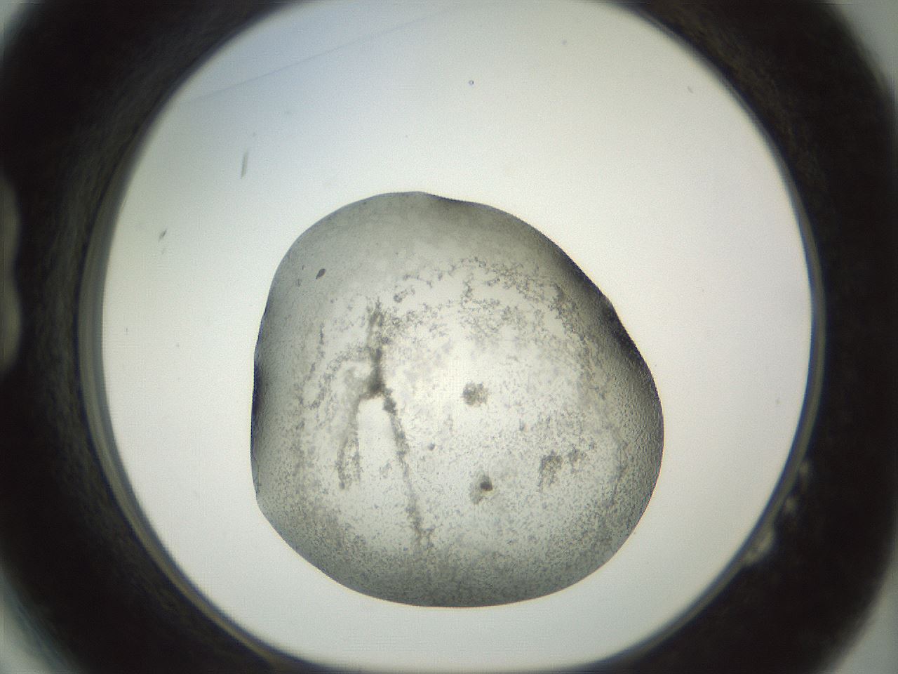 folderID23_plateID1023_batchID1897_wellNum14_profileID1_d1_r43761_ef.jpg