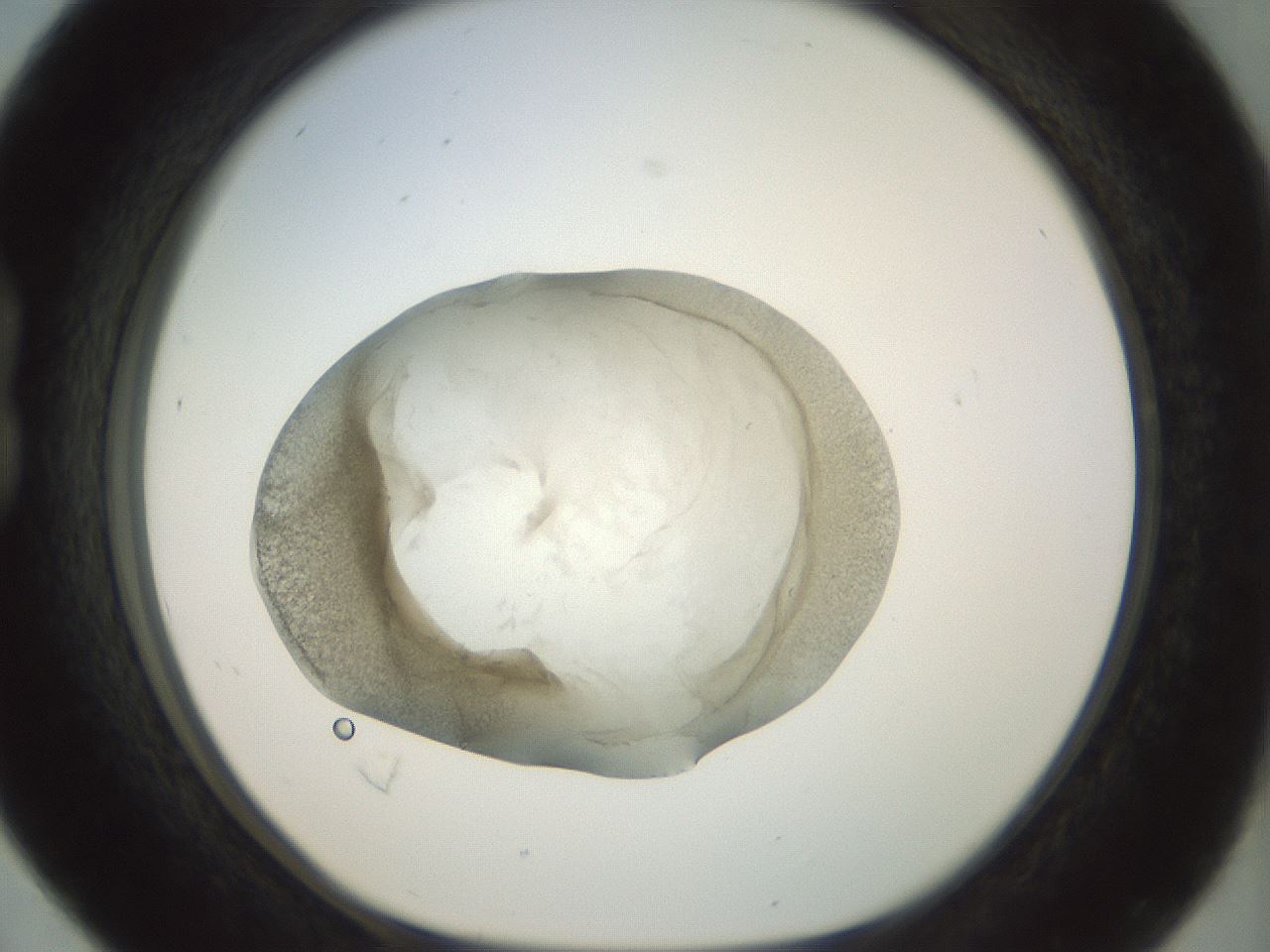 folderID23_plateID1023_batchID1897_wellNum16_profileID1_d1_r43763_ef.jpg