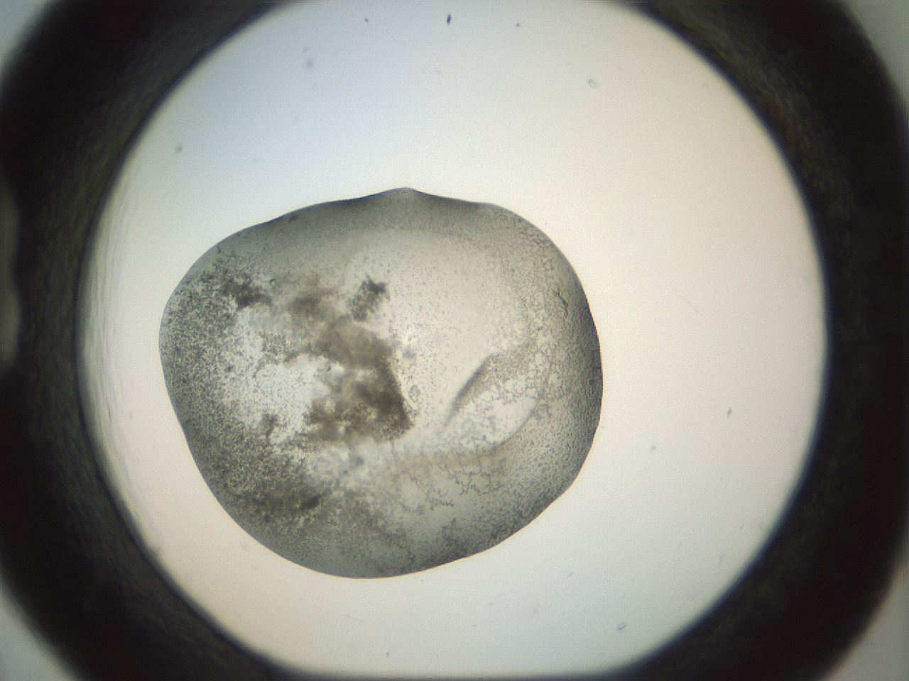 folderID23_plateID1023_batchID1897_wellNum18_profileID1_d1_r43765_ef.jpg