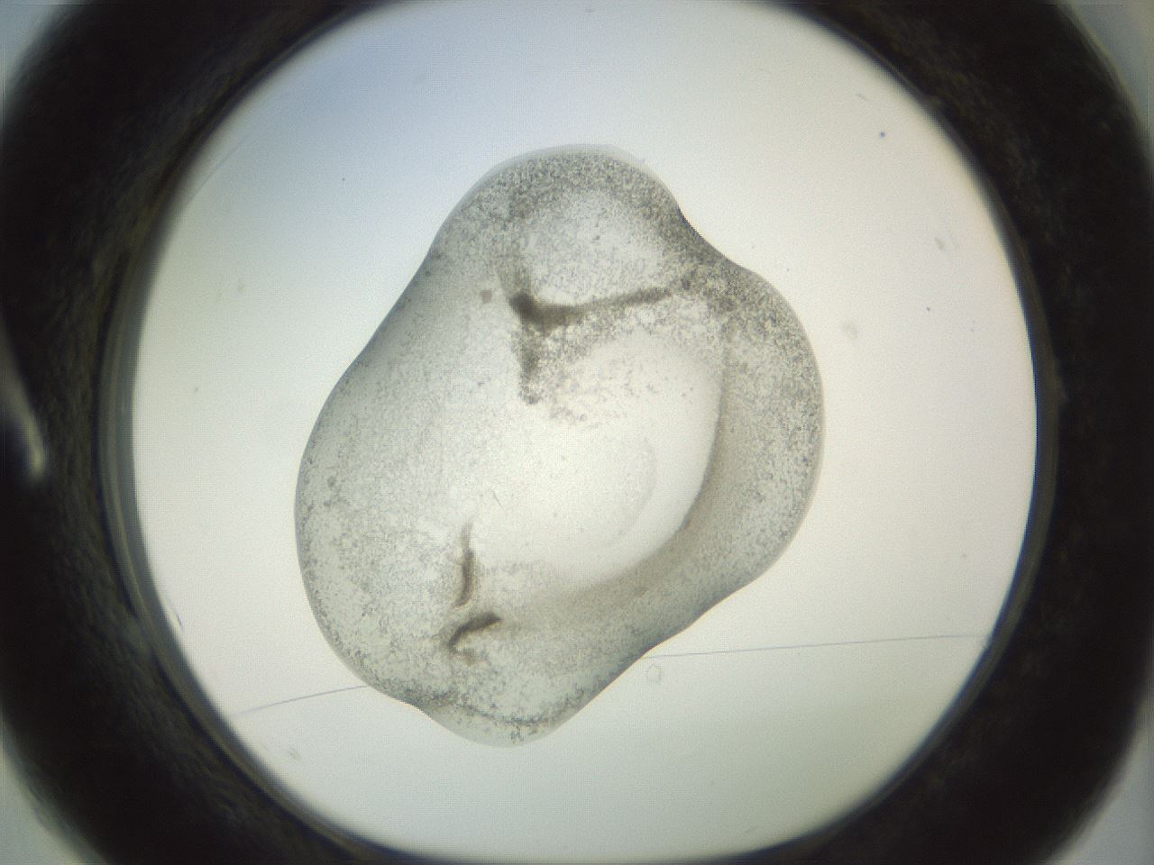 folderID23_plateID1023_batchID1897_wellNum1_profileID1_d1_r43748_ef.jpg