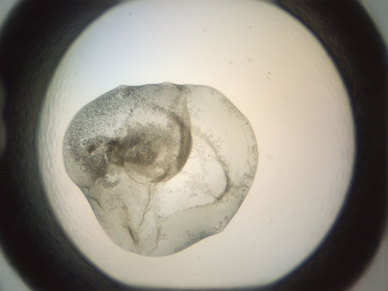 folderID23_plateID1023_batchID1897_wellNum20_profileID1_d1_r43767_ef.jpg