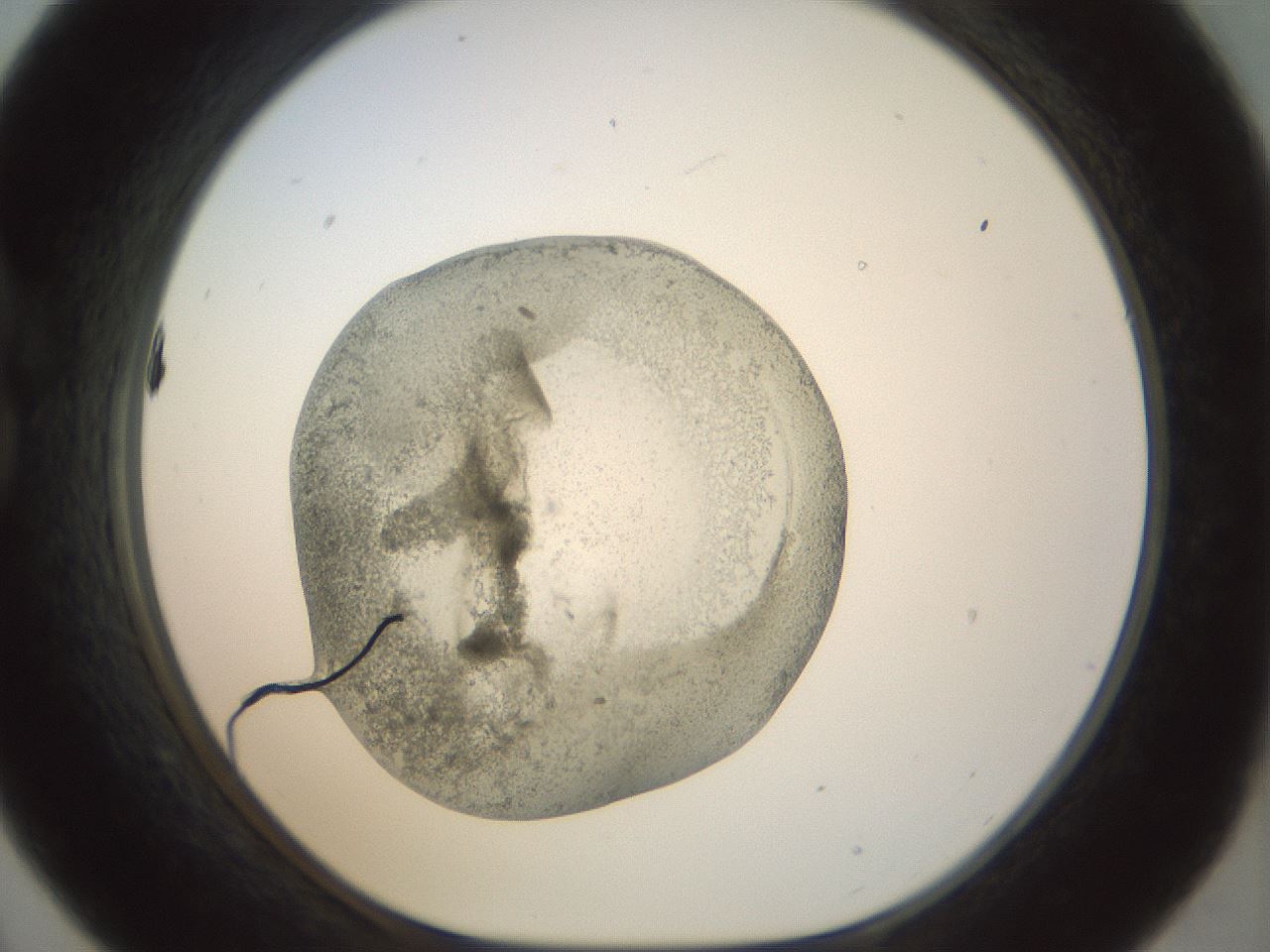 folderID23_plateID1023_batchID1897_wellNum21_profileID1_d1_r43768_ef.jpg