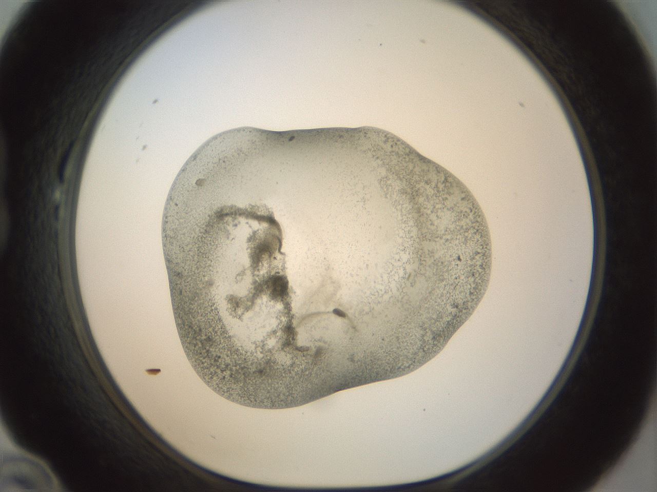 folderID23_plateID1023_batchID1897_wellNum22_profileID1_d1_r43769_ef.jpg