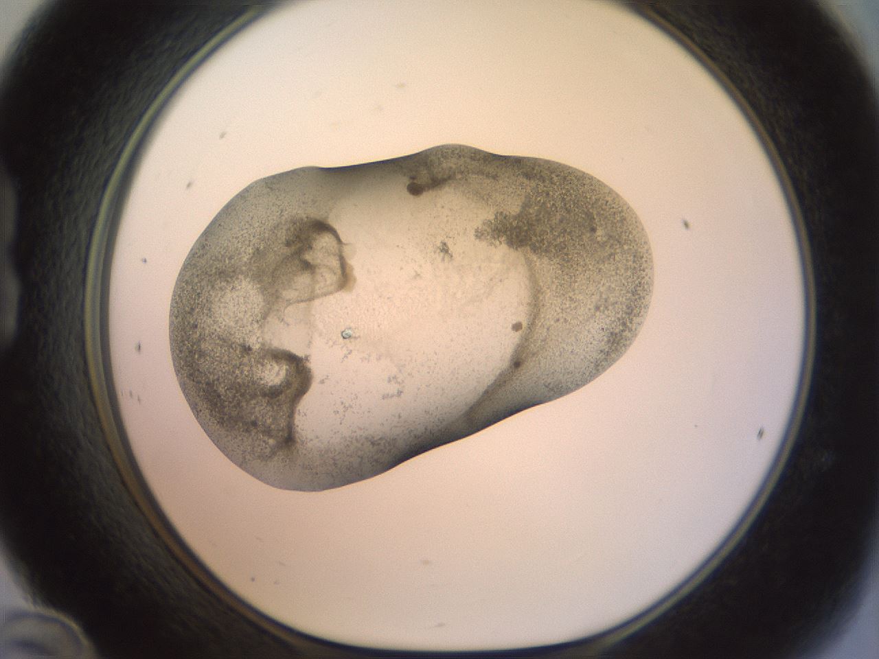 folderID23_plateID1023_batchID1897_wellNum24_profileID1_d1_r43771_ef.jpg