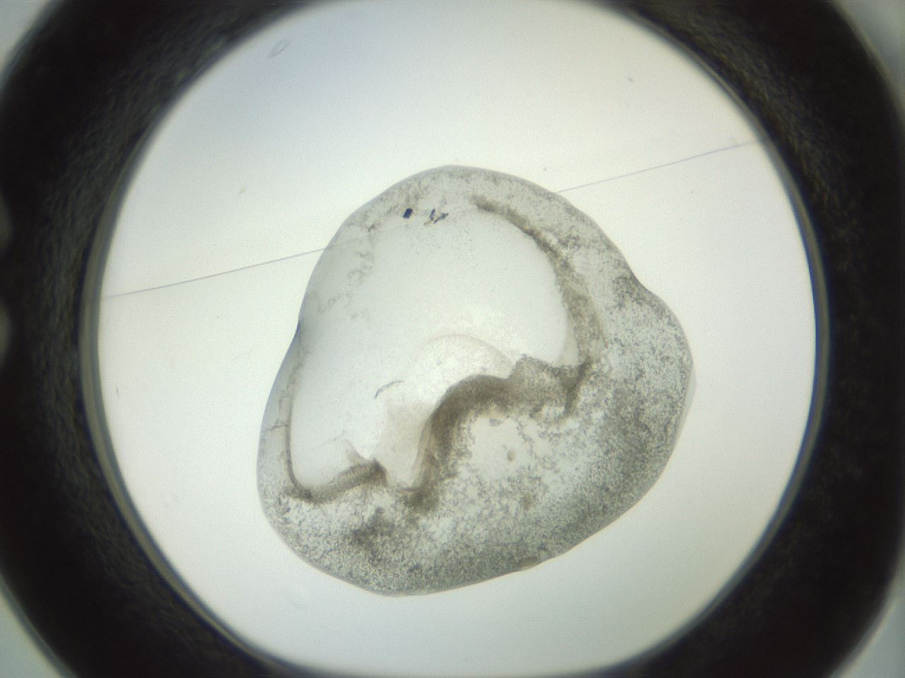folderID23_plateID1023_batchID1897_wellNum25_profileID1_d1_r43772_ef.jpg