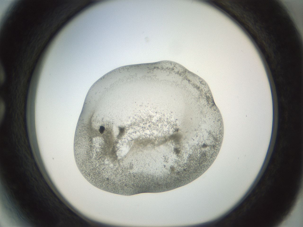 folderID23_plateID1023_batchID1897_wellNum27_profileID1_d1_r43774_ef.jpg