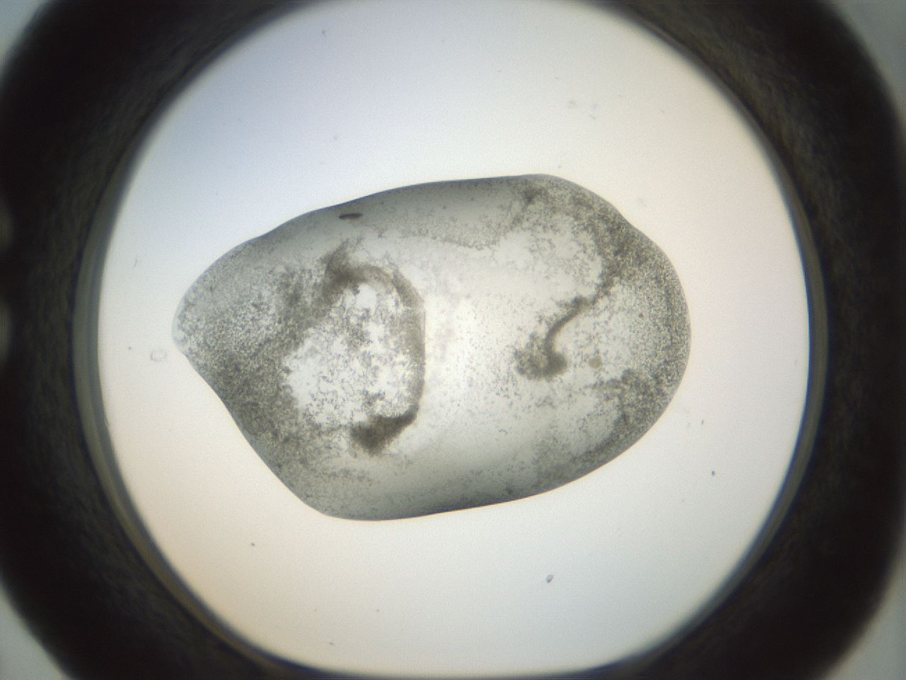 folderID23_plateID1023_batchID1897_wellNum29_profileID1_d1_r43776_ef.jpg