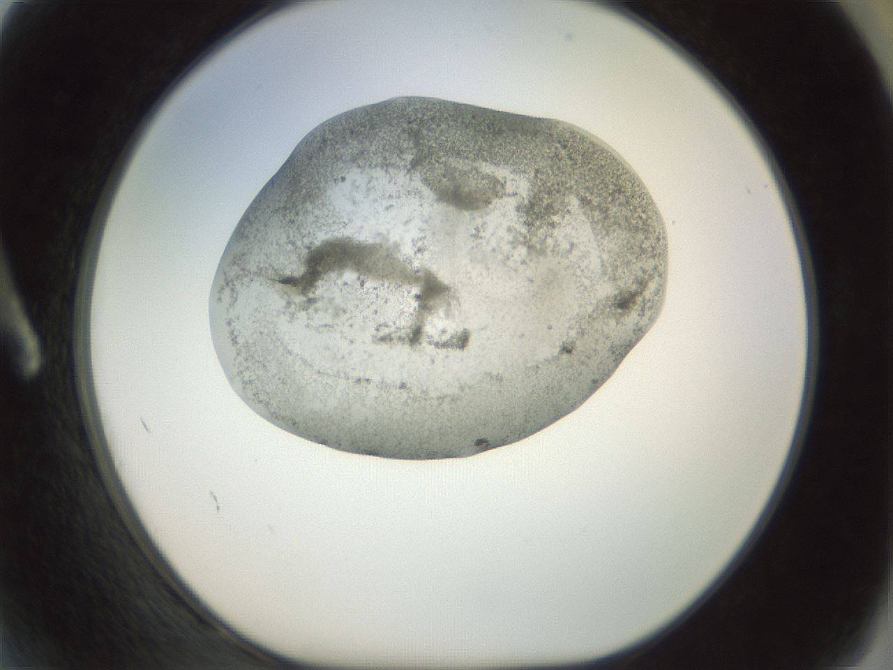 folderID23_plateID1023_batchID1897_wellNum2_profileID1_d1_r43749_ef.jpg