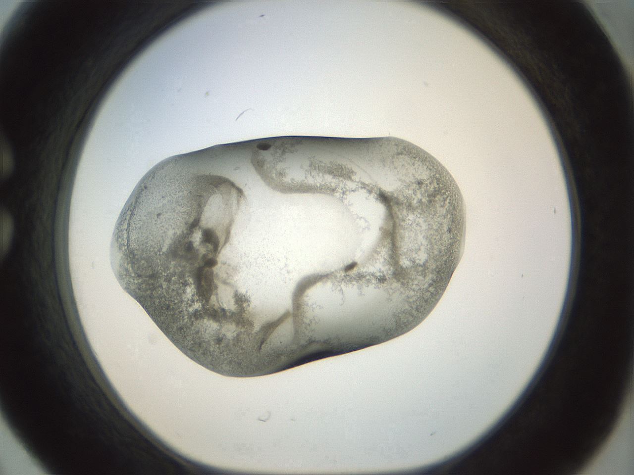 folderID23_plateID1023_batchID1897_wellNum30_profileID1_d1_r43777_ef.jpg