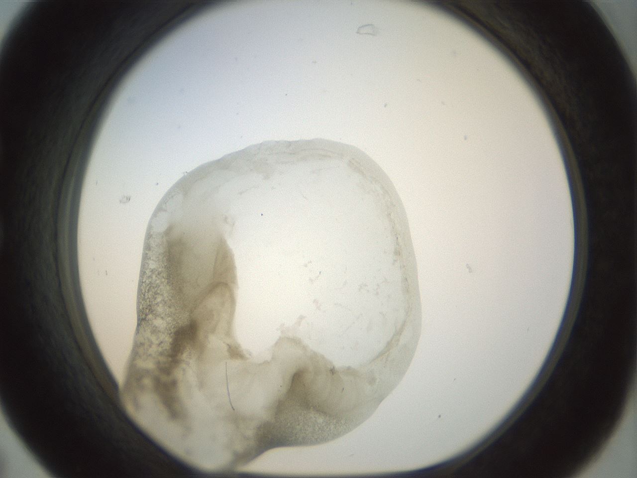 folderID23_plateID1023_batchID1897_wellNum31_profileID1_d1_r43778_ef.jpg