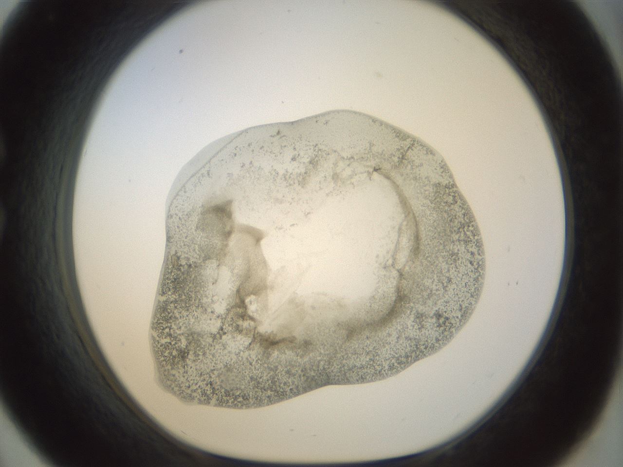 folderID23_plateID1023_batchID1897_wellNum33_profileID1_d1_r43780_ef.jpg