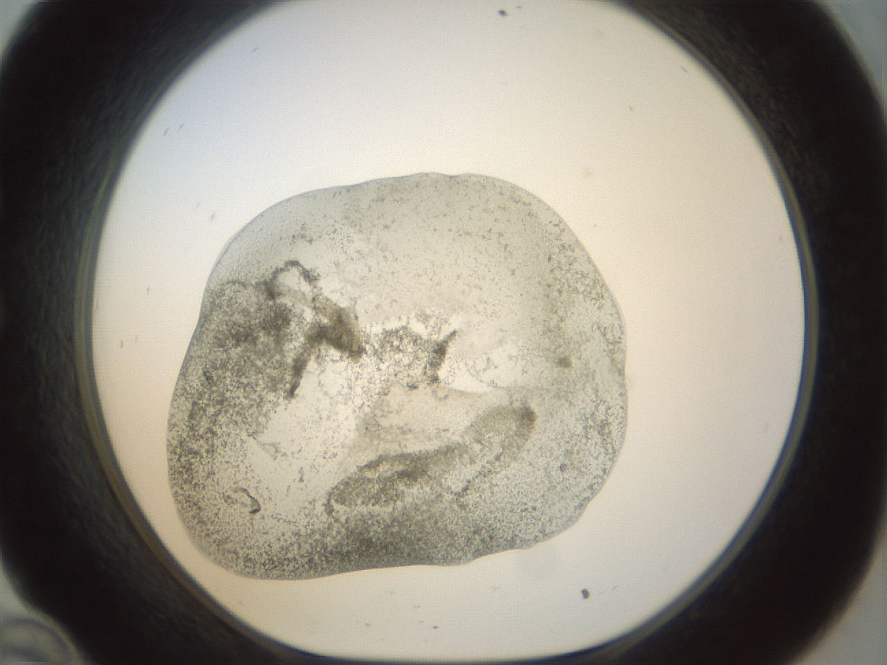 folderID23_plateID1023_batchID1897_wellNum34_profileID1_d1_r43781_ef.jpg